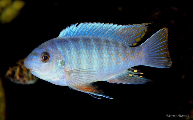 Labeotropheus fuelleborni 'Namalenje Island'